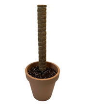 Lade das Bild in den Galerie-Viewer, Coco-coir pole - Root Houseplants