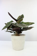 Carica l'immagine nel visualizzatore di Gallery, Concrete pot - Root Houseplants