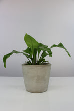 Carica l'immagine nel visualizzatore di Gallery, Concrete pot - Root Houseplants