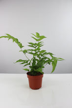 Carica l'immagine nel visualizzatore di Gallery, Coniogramme emeiensis 'Golden Zebra' - Root Houseplants