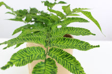 Carica l'immagine nel visualizzatore di Gallery, Coniogramme emeiensis 'Golden Zebra' - Root Houseplants