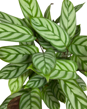 Carica l'immagine nel visualizzatore di Gallery, Ctenanthe setosa 'Compact Star' - Root Houseplants