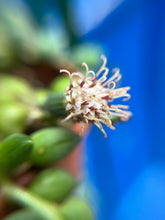 Carica l'immagine nel visualizzatore di Gallery, Curio rowleyanus - String of Pearls - Root Houseplants