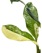 Carica l'immagine nel visualizzatore di Gallery, Dieffenbachia daguensis aurea 'Big Ben' - Root Houseplants