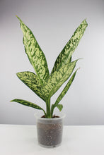 Carica l'immagine nel visualizzatore di Gallery, Dieffenbachia seguine 'White Etna' - Root Houseplants