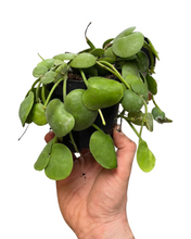 Carica l'immagine nel visualizzatore di Gallery, Dischidia platyphylla - Root Houseplants