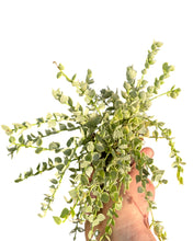 Carica l'immagine nel visualizzatore di Gallery, Dischidia ruscifolia (Variegated) - Root Houseplants