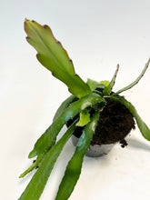 Carica l'immagine nel visualizzatore di Gallery, Disocactus ackermannii - Root Houseplants
