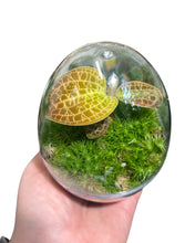 Carica l'immagine nel visualizzatore di Gallery, Dossinia marmorata - Root Houseplants