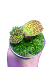 Carica l'immagine nel visualizzatore di Gallery, Dossinia marmorata - Root Houseplants