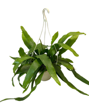 Carica l'immagine nel visualizzatore di Gallery, Epiphyllum pumilum - Root Houseplants