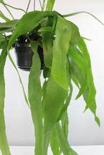 Carica l'immagine nel visualizzatore di Gallery, Epiphyllum pumilum - Root Houseplants