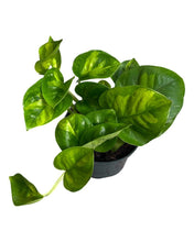 Carica l'immagine nel visualizzatore di Gallery, Epipremnum aureum 'Global Green' - Root Houseplants