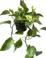 Carica l'immagine nel visualizzatore di Gallery, Epipremnum aureum 'Marble Queen' - Root Houseplants