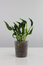 Carica l'immagine nel visualizzatore di Gallery, Epipremnum aureum 'Shangri la' - Root Houseplants