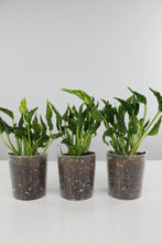 Carica l'immagine nel visualizzatore di Gallery, Epipremnum aureum 'Shangri la' - Root Houseplants