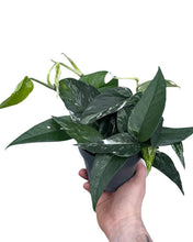 Carica l'immagine nel visualizzatore di Gallery, Epipremnum pinnatum 'Albo-Variegata' - Root Houseplants