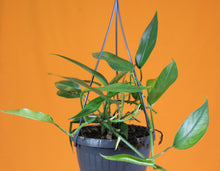 Carica l'immagine nel visualizzatore di Gallery, Epipremnum pinnatum - Root Houseplants