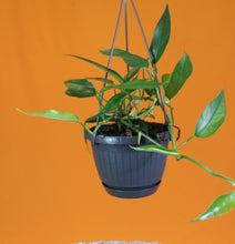 Carica l'immagine nel visualizzatore di Gallery, Epipremnum pinnatum - Root Houseplants