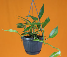 Carica l'immagine nel visualizzatore di Gallery, Epipremnum pinnatum - Root Houseplants