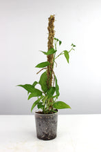Carica l'immagine nel visualizzatore di Gallery, Epipremnum pinnatum 'Skeleton Key' - Root Houseplants