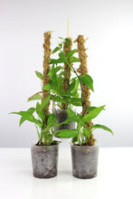 Carica l'immagine nel visualizzatore di Gallery, Epipremnum pinnatum 'Skeleton Key' - Root Houseplants