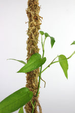 Carica l'immagine nel visualizzatore di Gallery, Epipremnum pinnatum 'Skeleton Key' - Root Houseplants