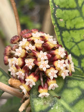 Afbeelding in Gallery-weergave laden, Hoya callistophylla - Root Houseplants