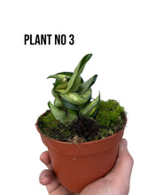 Carica l'immagine nel visualizzatore di Gallery, Hoya carnosa 'Compacta Mauna Loa' - Root Houseplants