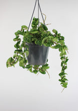 Afbeelding in Gallery-weergave laden, Hoya carnosa 'Compacta' - Root Houseplants