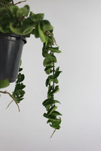 Afbeelding in Gallery-weergave laden, Hoya carnosa 'Compacta' - Root Houseplants
