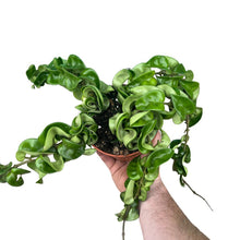 Afbeelding in Gallery-weergave laden, Hoya carnosa 'Compacta' - Root Houseplants