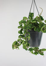 Afbeelding in Gallery-weergave laden, Hoya carnosa 'Compacta' - Root Houseplants