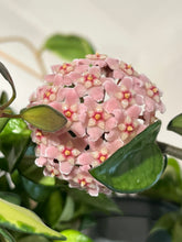 Afbeelding in Gallery-weergave laden, Hoya carnosa 'Compacta' - Root Houseplants