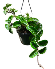 Afbeelding in Gallery-weergave laden, Hoya carnosa 'Krinkle 8' - Root Houseplants