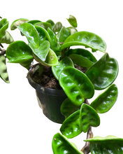 Afbeelding in Gallery-weergave laden, Hoya carnosa 'Krinkle 8' - Root Houseplants