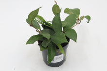 Carica l'immagine nel visualizzatore di Gallery, Hoya carnosa 'Silver Flake' - Root Houseplants