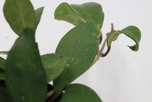 Carica l'immagine nel visualizzatore di Gallery, Hoya carnosa 'Silver Flake' - Root Houseplants