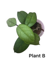 Afbeelding in Gallery-weergave laden, Hoya fungii hybrid - Root Houseplants