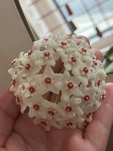 Afbeelding in Gallery-weergave laden, Hoya fungii hybrid - Root Houseplants