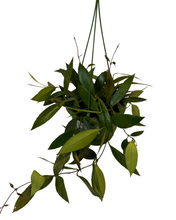 Afbeelding in Gallery-weergave laden, Hoya gracilis - Root Houseplants