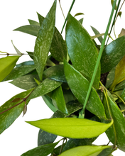 Afbeelding in Gallery-weergave laden, Hoya gracilis - Root Houseplants