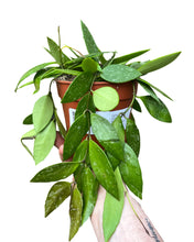 Afbeelding in Gallery-weergave laden, Hoya gracilis - Root Houseplants