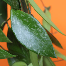 Afbeelding in Gallery-weergave laden, Hoya gracilis - Root Houseplants