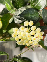 Afbeelding in Gallery-weergave laden, Hoya krohniana 'Eskimo' - Root Houseplants