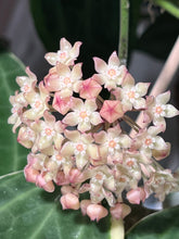 Afbeelding in Gallery-weergave laden, Hoya latifolia 'Variegata' (previously macrophylla) - Root Houseplants