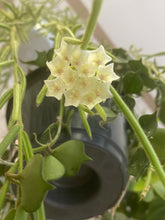 Afbeelding in Gallery-weergave laden, Hoya linearis - Root Houseplants