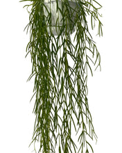 Afbeelding in Gallery-weergave laden, Hoya linearis - Root Houseplants