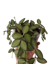 Carica l'immagine nel visualizzatore di Gallery, Hoya sp. aff. burtoniae - Root Houseplants