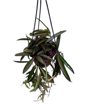 Afbeelding in Gallery-weergave laden, Hoya wayetii - Root Houseplants
